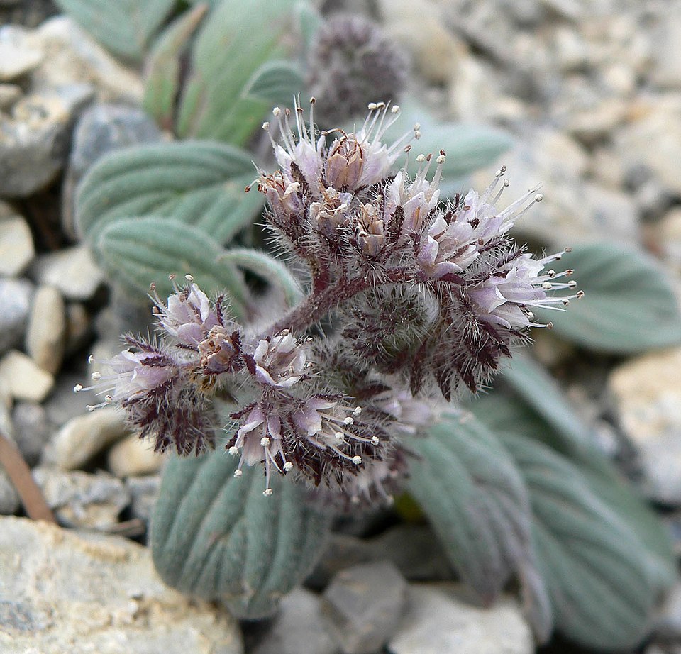 Silverleaf Phacelia photo 7