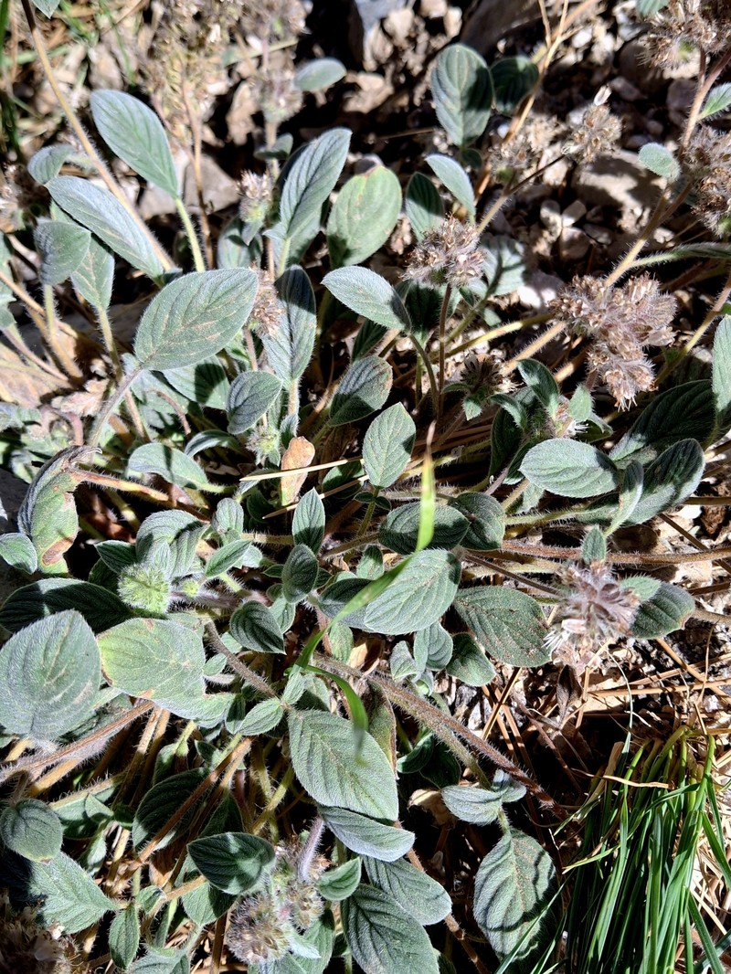 Phacelia hastata var. charlestonensis