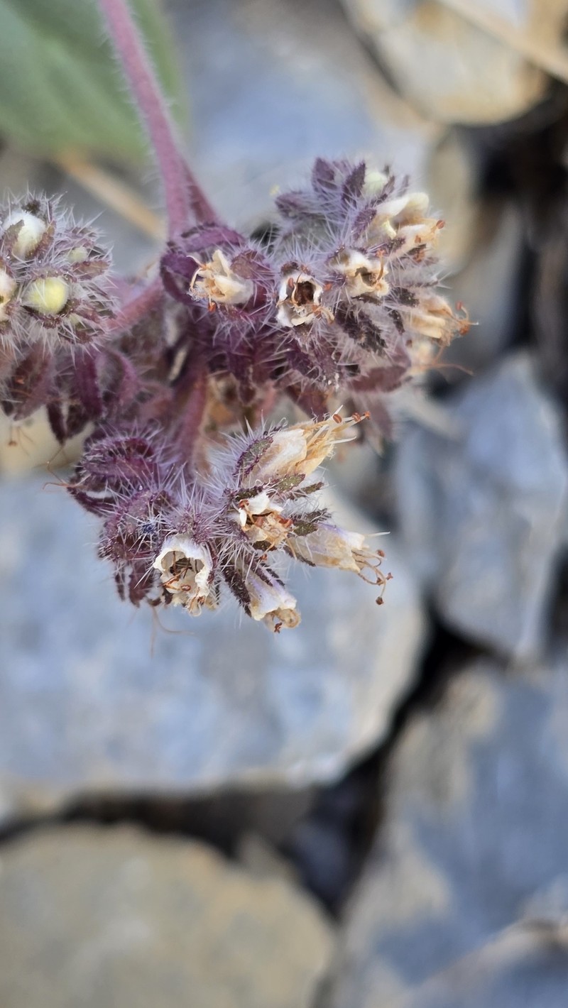 Phacelia hastata var. charlestonensis photo 2