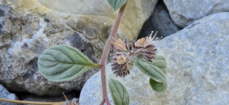 Phacelia hastata var. charlestonensis photo 3