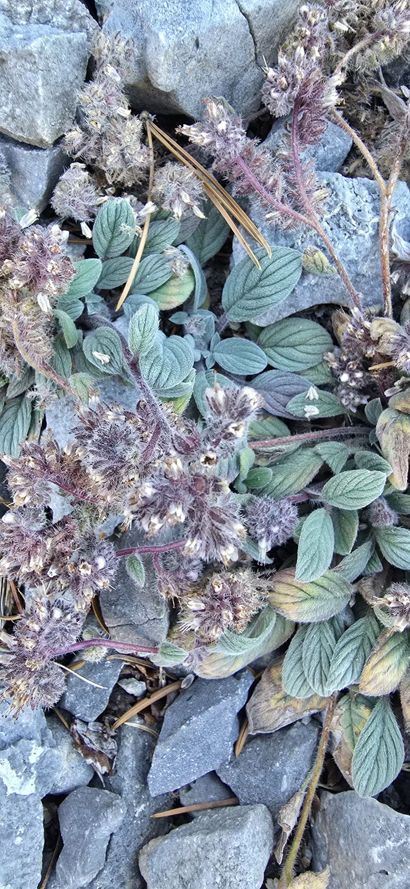Phacelia hastata var. charlestonensis photo 4