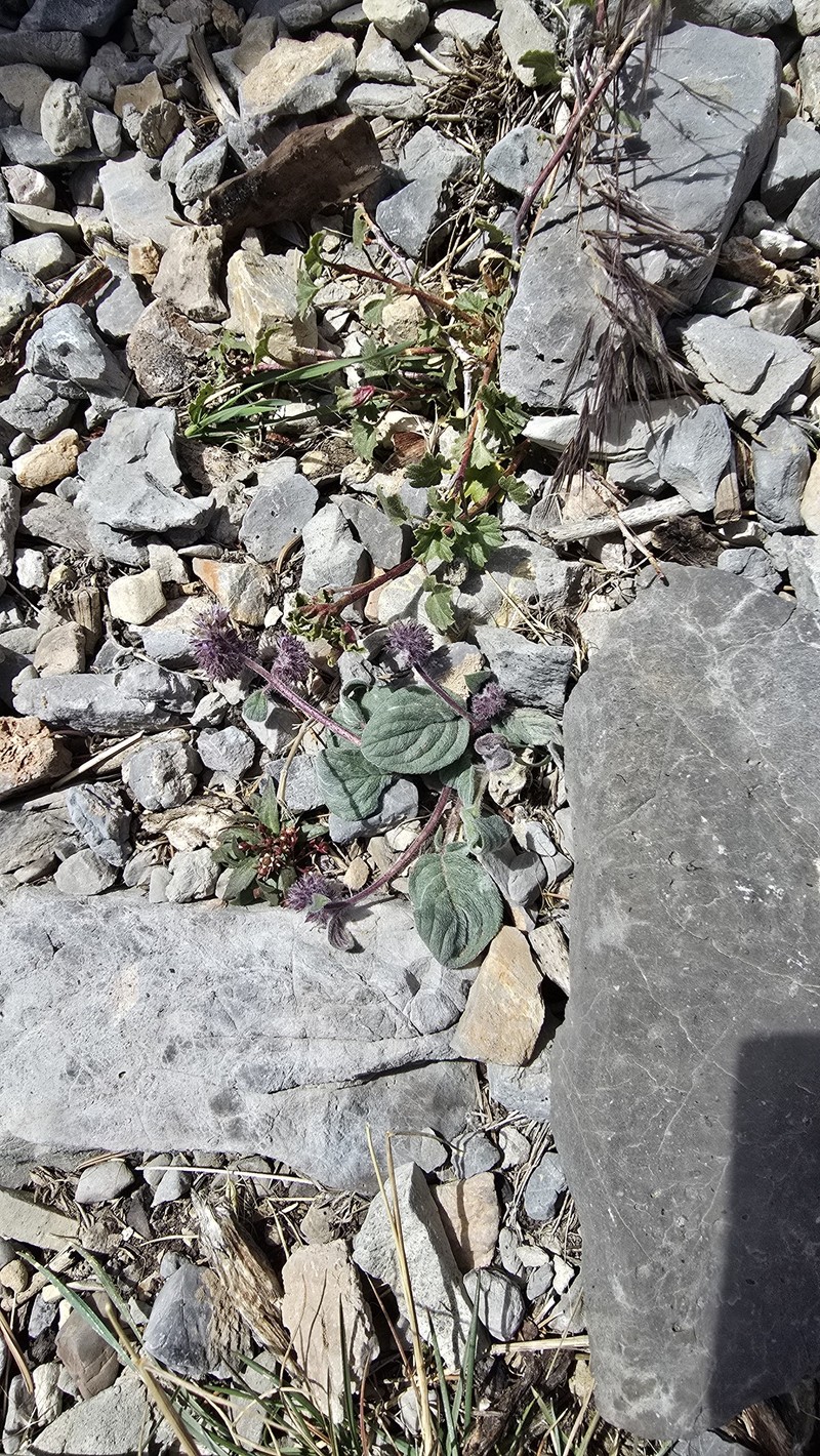 Phacelia hastata var. charlestonensis photo 5