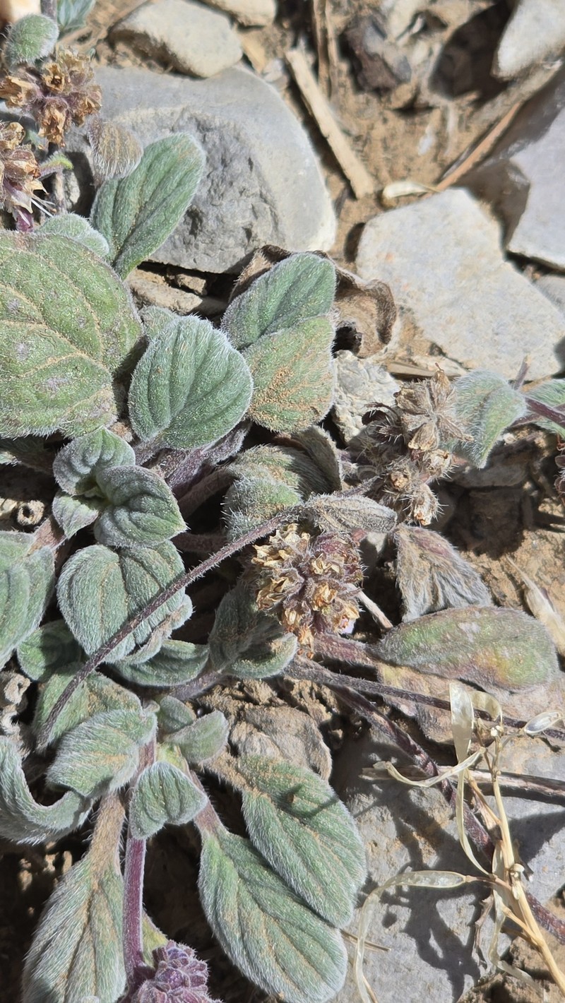 Phacelia hastata var. charlestonensis photo 6