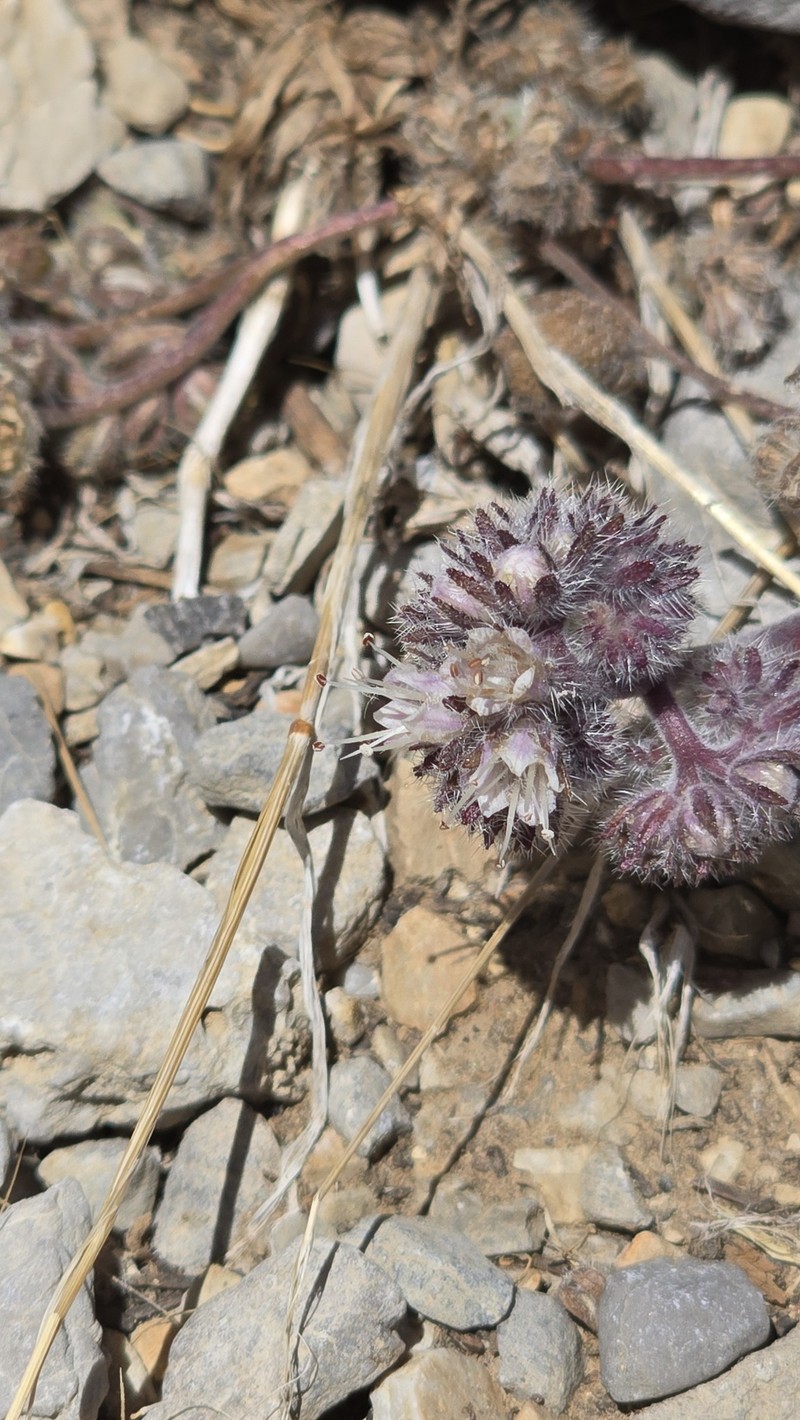 Phacelia hastata var. charlestonensis photo 7