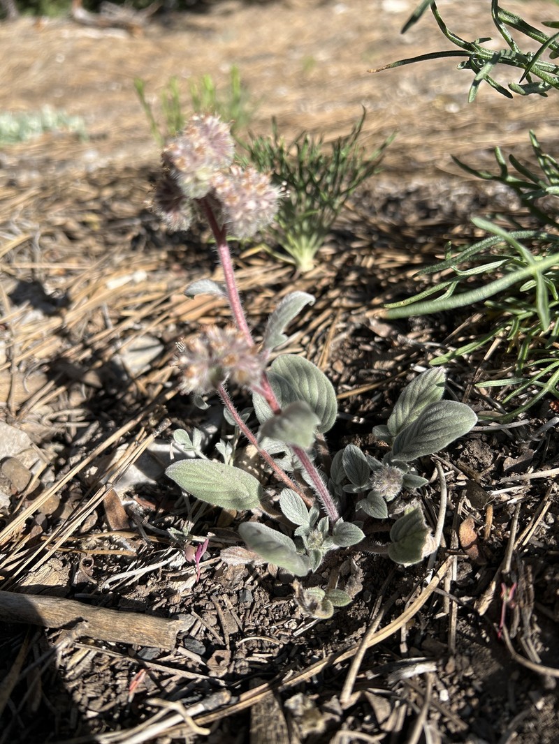 Phacelia hastata var. charlestonensis photo 8