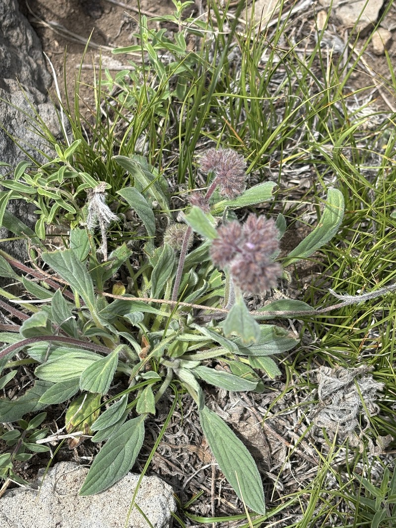 Phacelia hastata var. compacta