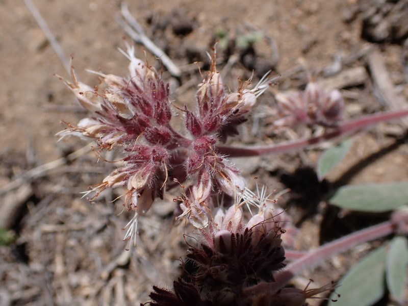 Phacelia hastata var. compacta photo 2