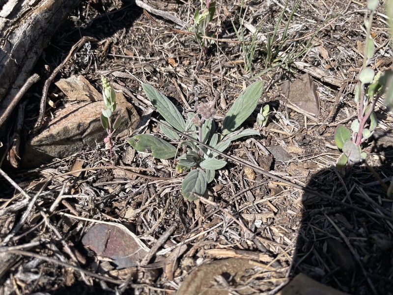 Phacelia hastata var. compacta photo 3