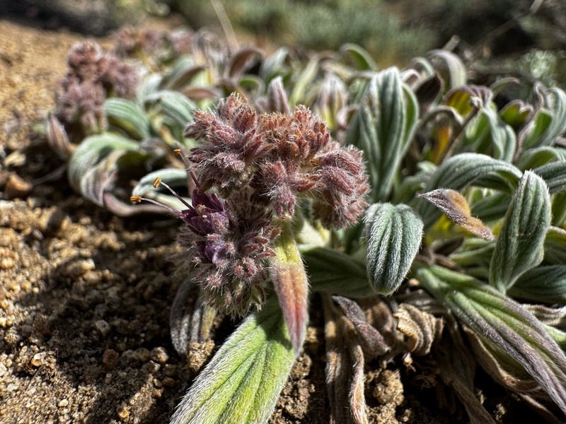 Phacelia hastata var. compacta photo 4