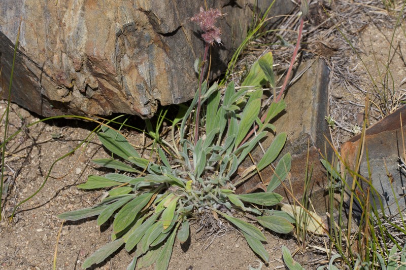 Phacelia hastata var. compacta photo 5