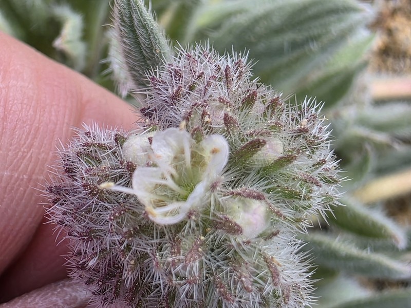 Phacelia hastata var. compacta photo 6