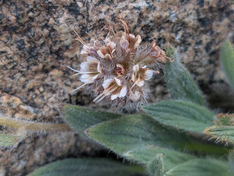 Phacelia hastata var. compacta photo 7