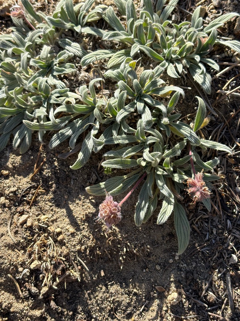Phacelia hastata var. compacta photo 8