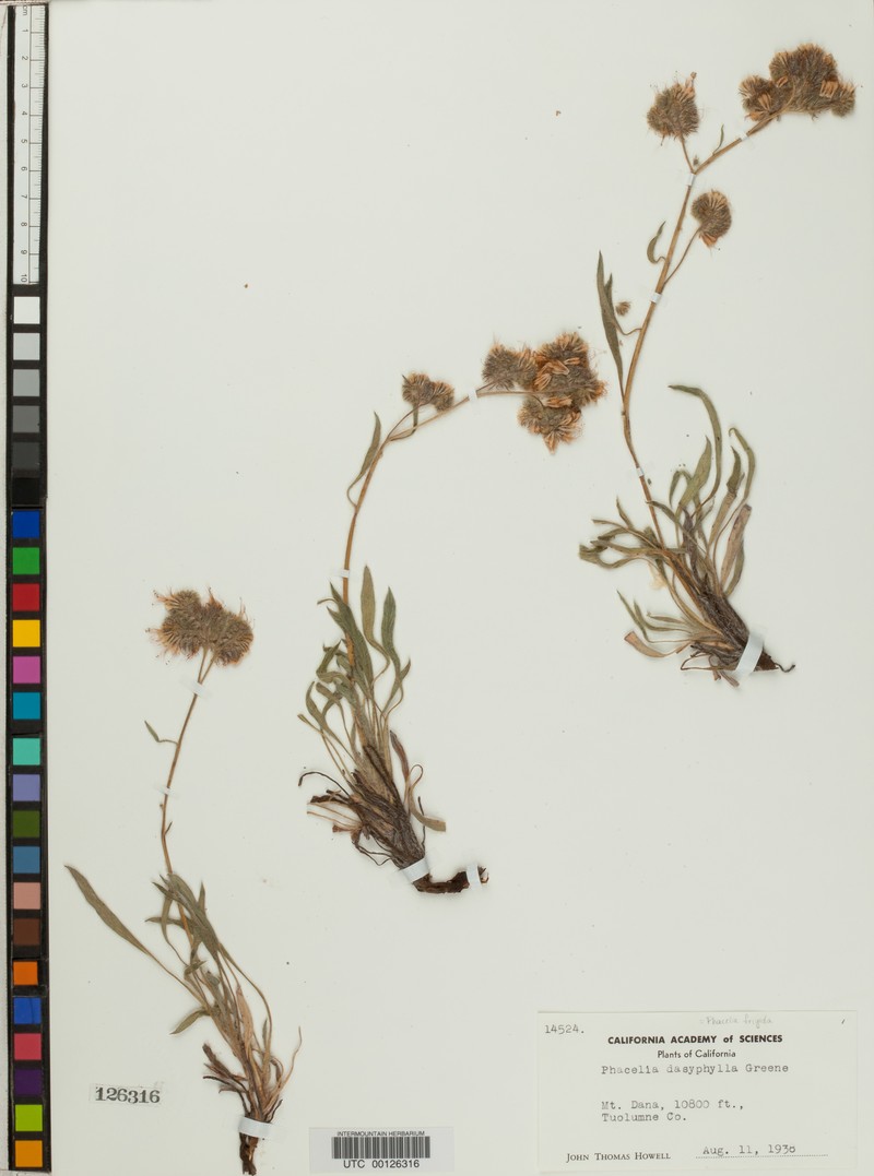 Phacelia hastata var. dasyphylla photo 4
