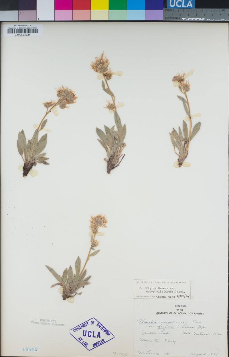 Phacelia hastata var. dasyphylla