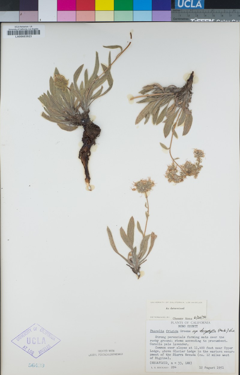Phacelia hastata var. dasyphylla photo 2