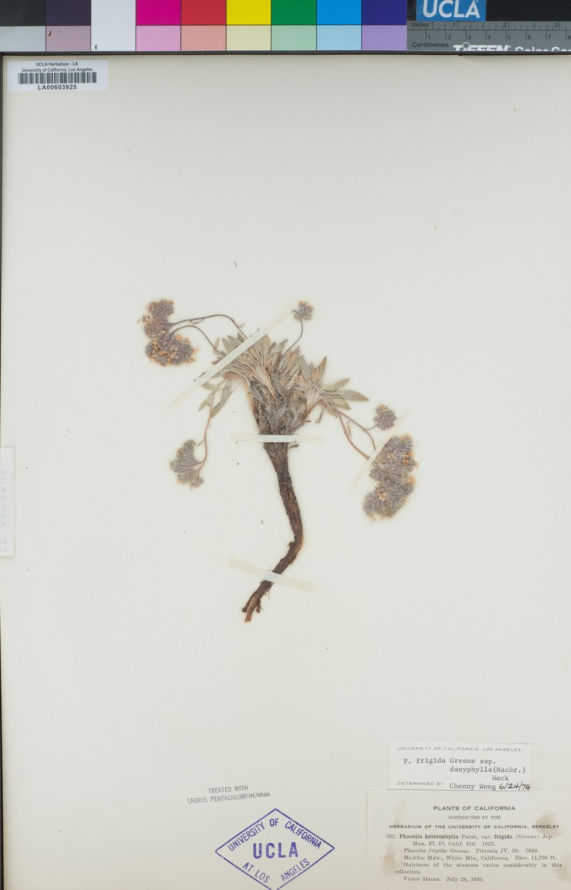 Phacelia hastata var. dasyphylla photo 3