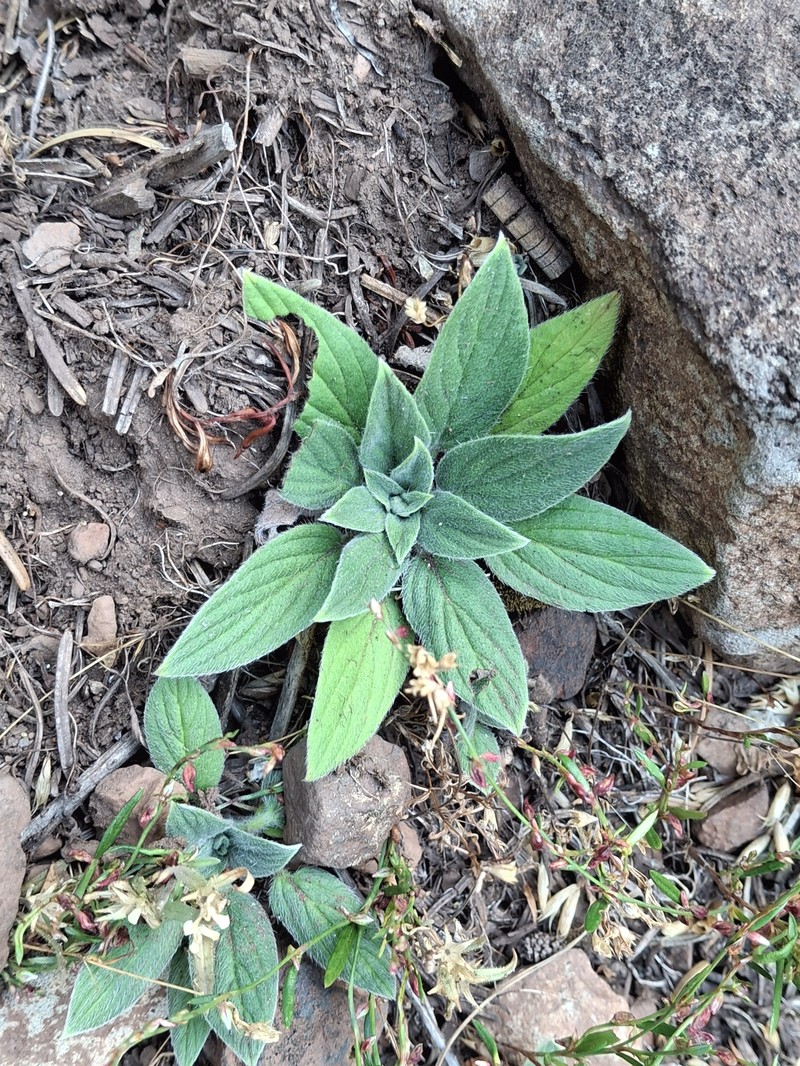 Phacelia hastata var. hastata