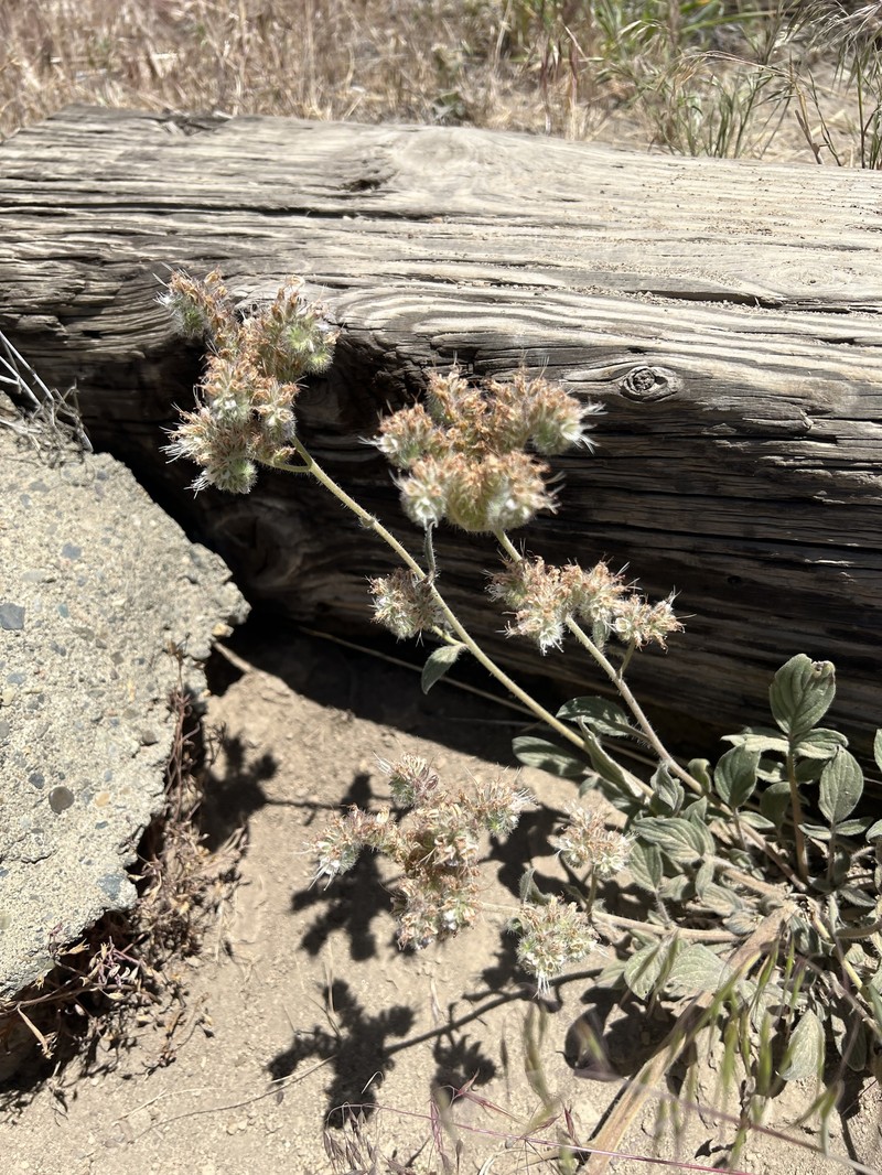 Phacelia hastata var. hastata photo 2
