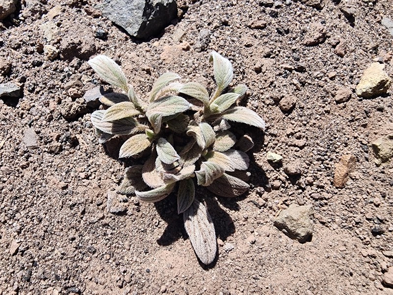 Phacelia hastata var. hastata photo 3
