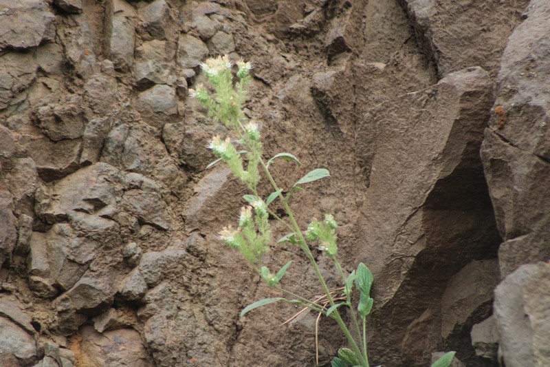 Phacelia hastata var. hastata photo 4