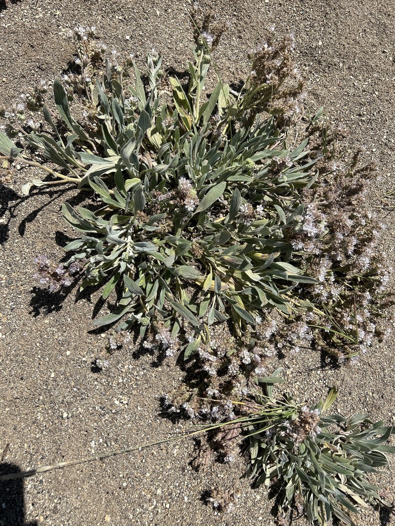 Phacelia hastata var. hastata photo 5