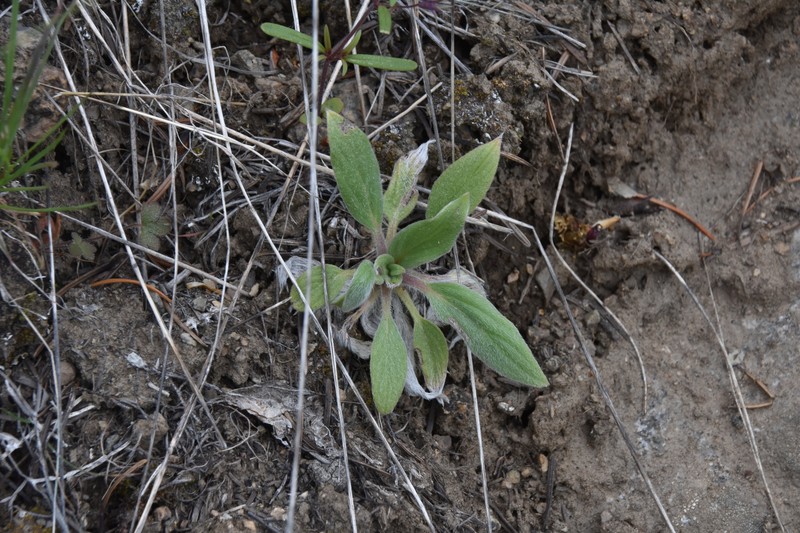 Phacelia hastata var. hastata photo 7
