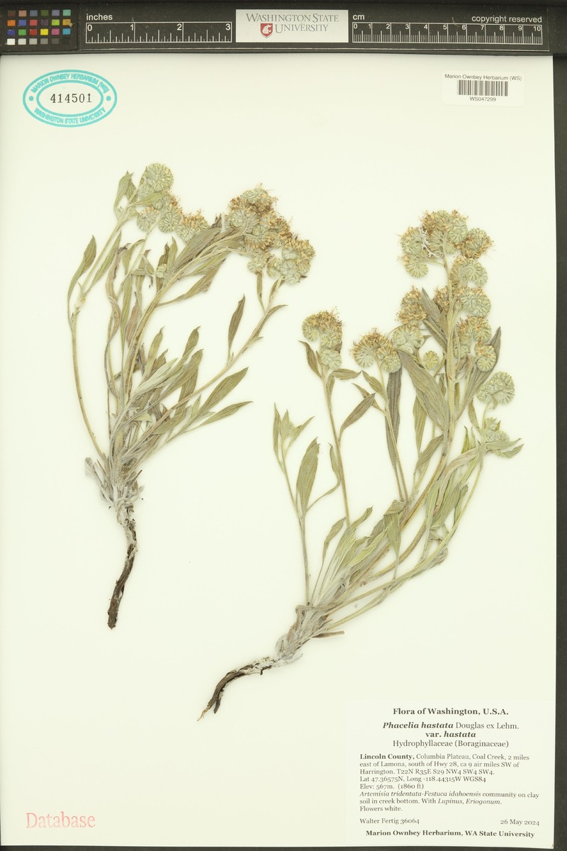 Phacelia hastata var. hastata photo 8