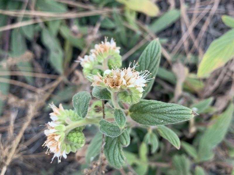 Varileaf Phacelia