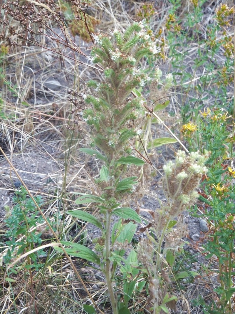 Varileaf Phacelia photo 2
