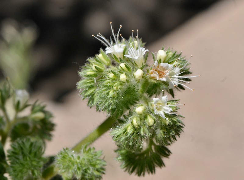 Varileaf Phacelia photo 4