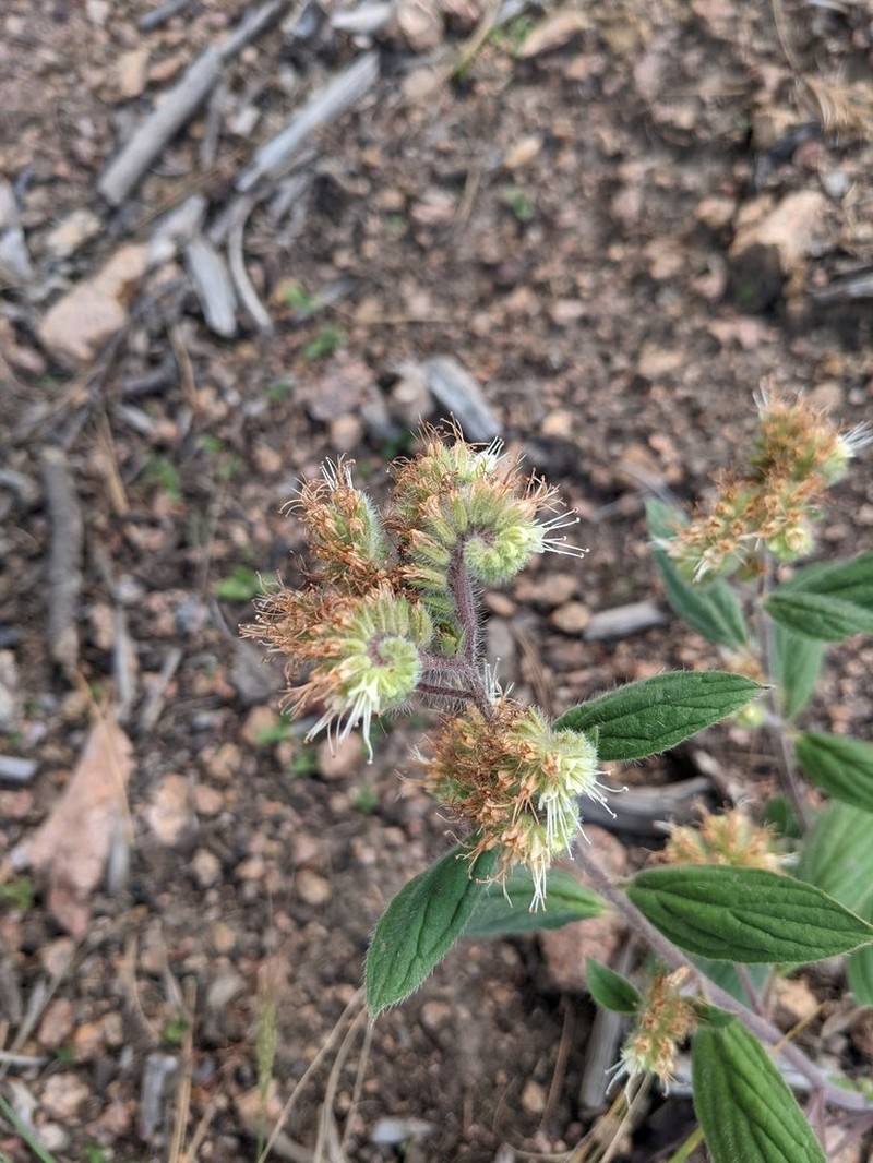 Varileaf Phacelia photo 6