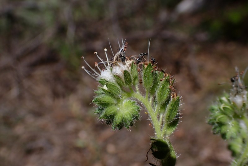 Varileaf Phacelia photo 7