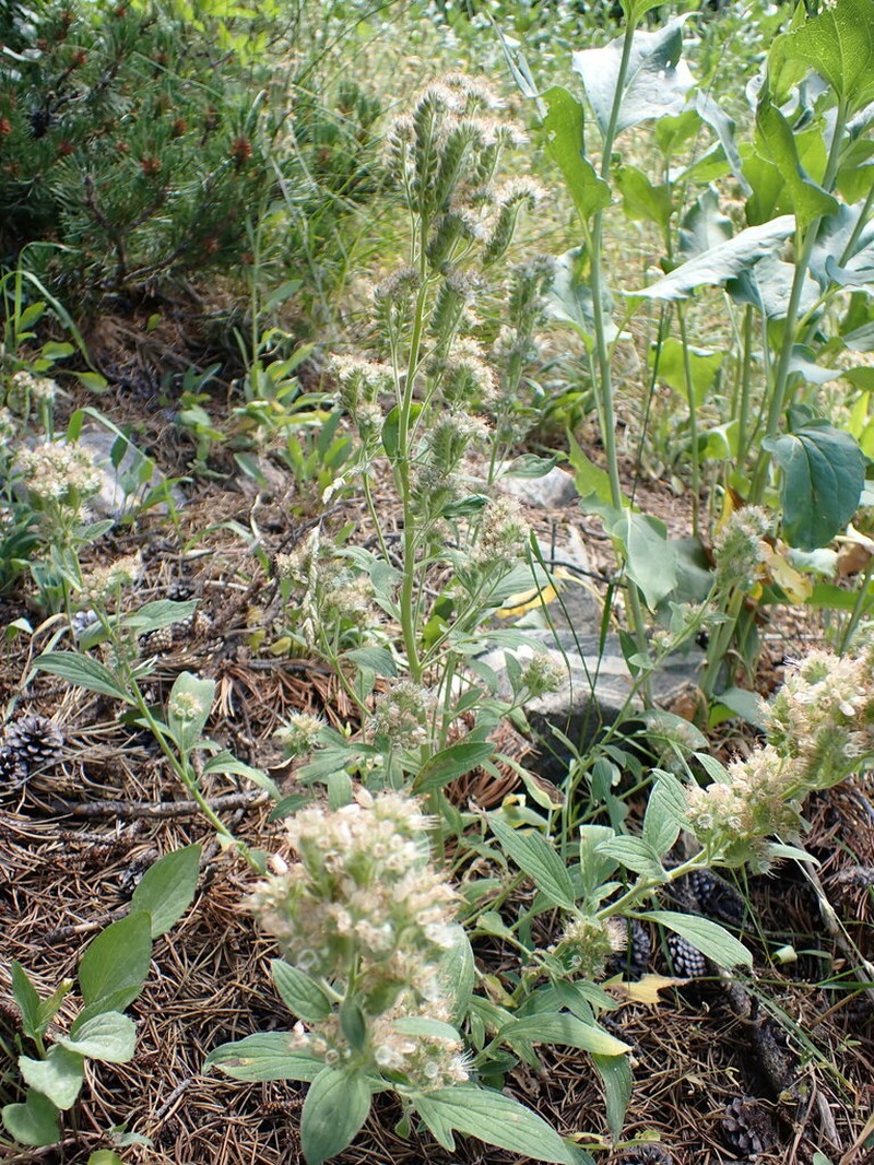 Varileaf Phacelia photo 8