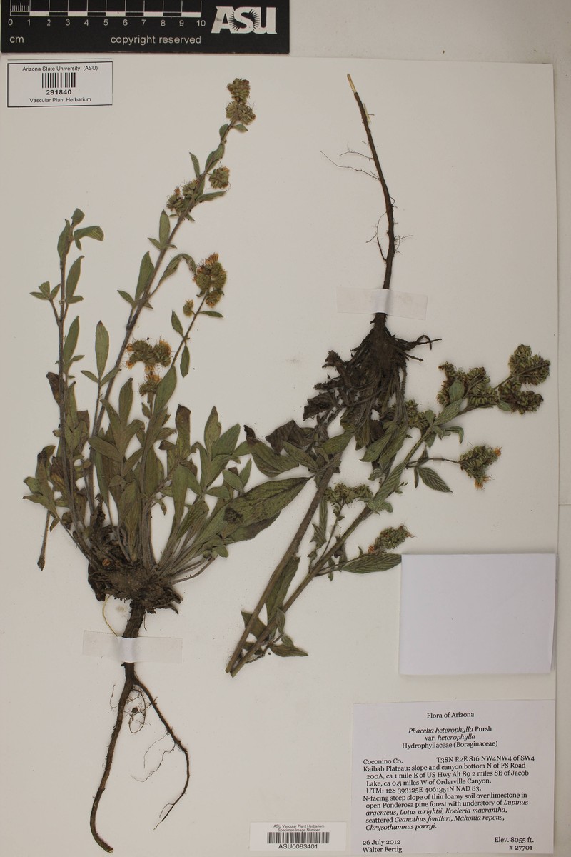 Phacelia heterophylla var. heterophylla photo 2