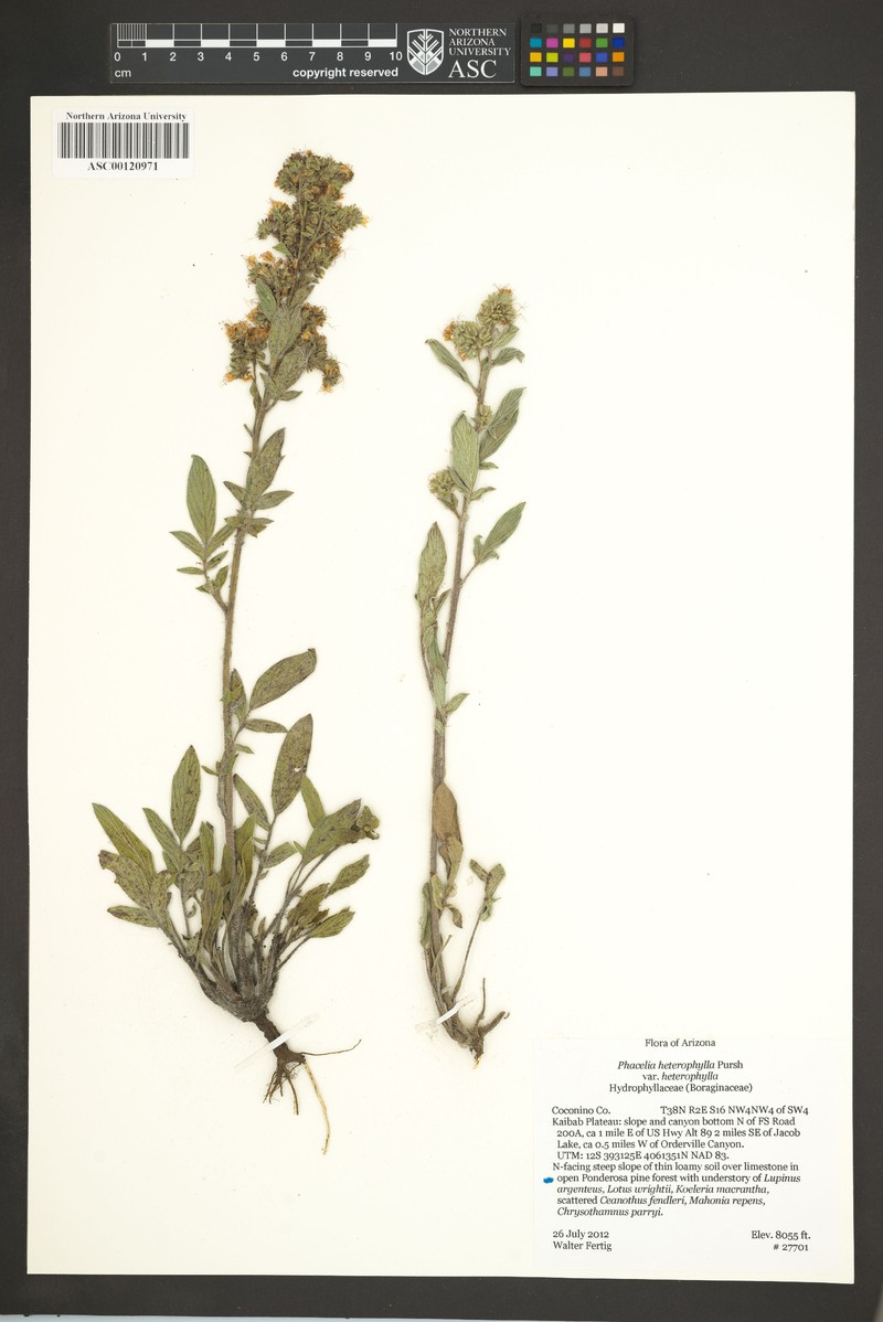 Phacelia heterophylla var. heterophylla photo 3