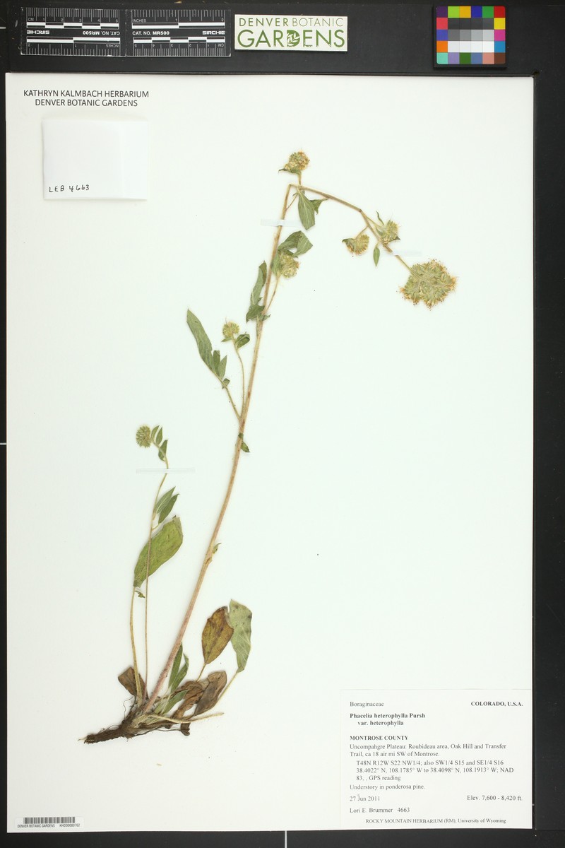 Phacelia heterophylla var. heterophylla photo 4