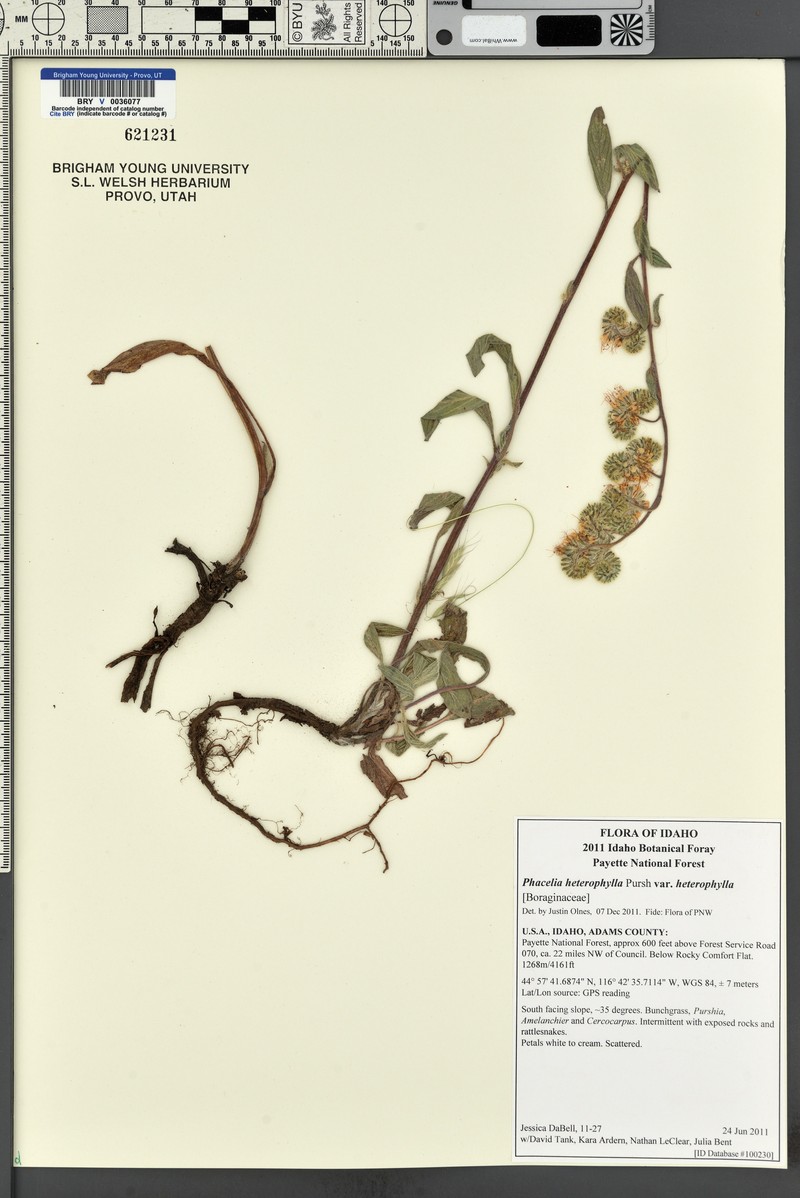 Phacelia heterophylla var. heterophylla photo 5