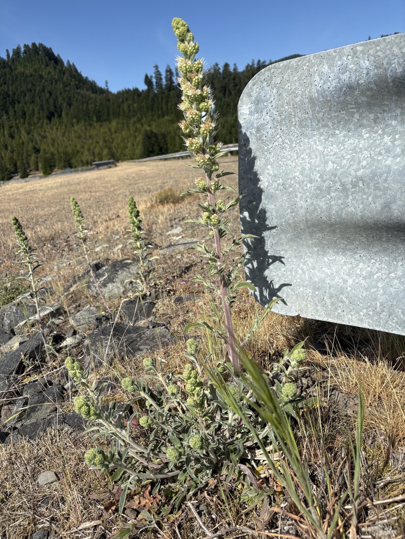 Phacelia heterophylla var. virgata