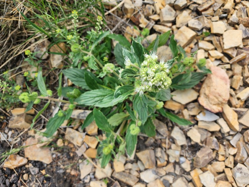 Phacelia heterophylla var. virgata photo 3