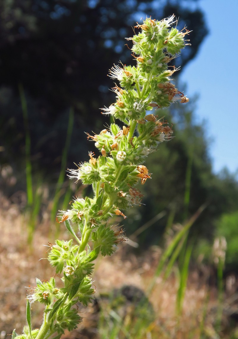 Phacelia heterophylla var. virgata photo 4