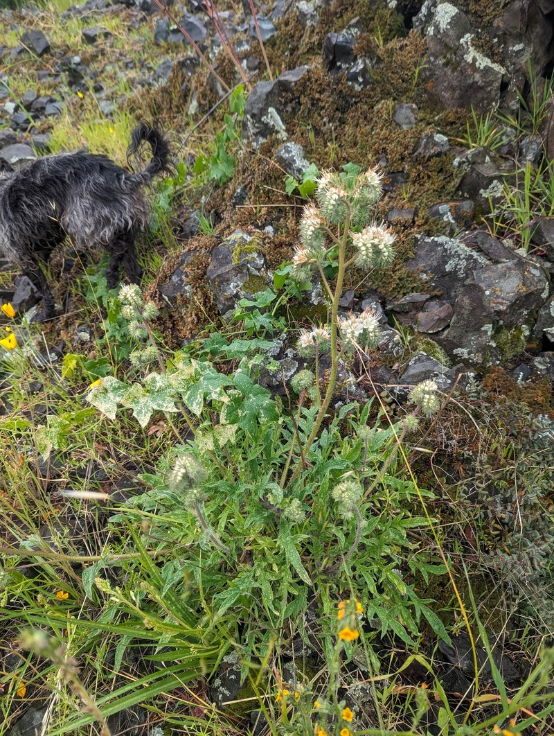 Phacelia heterophylla var. virgata photo 6
