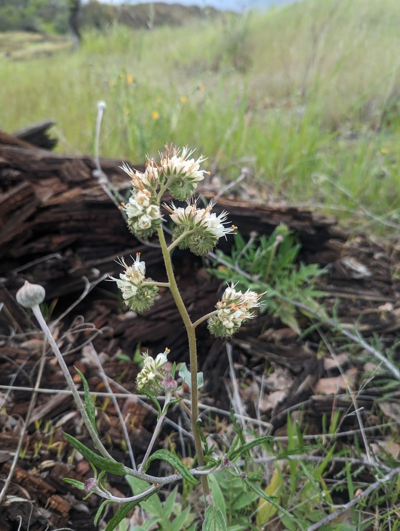 Phacelia heterophylla var. virgata photo 7