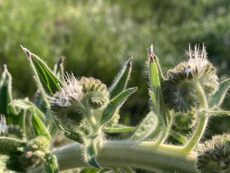 Phacelia heterophylla var. virgata photo 8