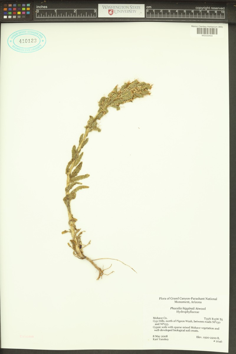 Higgins's Phacelia