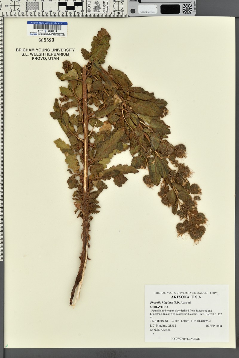 Higgins's Phacelia photo 2
