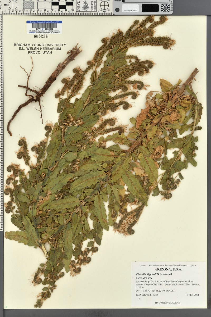 Higgins's Phacelia photo 3