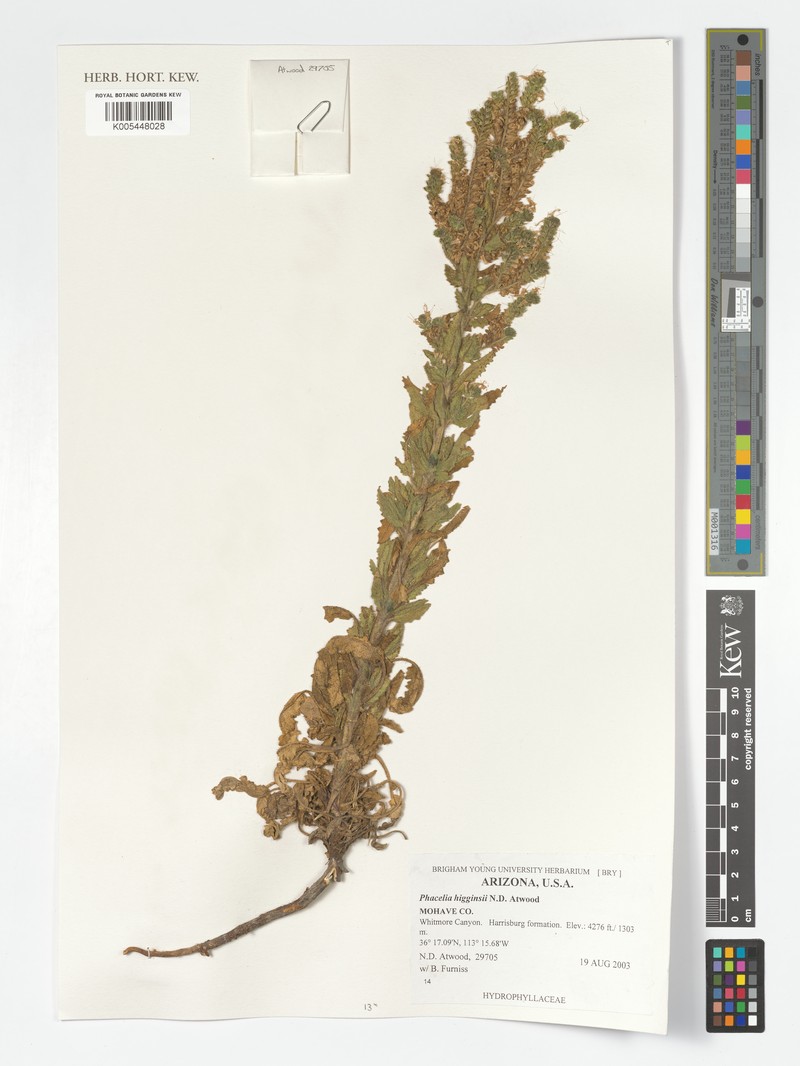 Higgins's Phacelia photo 4