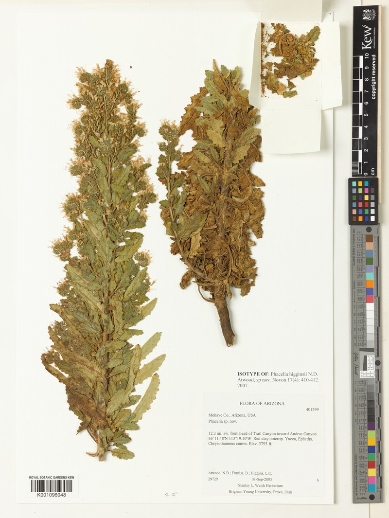 Higgins's Phacelia photo 5