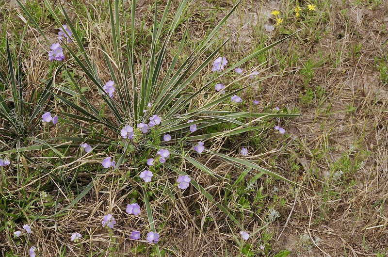 Fuzzy Phacelia